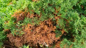 Iglaki, w tym tuje, po zimie bardzo często brązowieją od środka. Jak im pomóc?