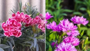 W sklepach znajdziesz różne odmiany goździków ogrodowych w ciekawych kolorach, z mniej lub bardziej ząbkowanymi płatkami.