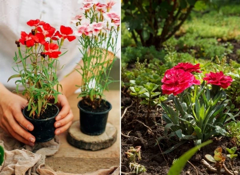 Sam zdecyduj jakie odmiany posadzisz w ogrodzie, a jaki w balkonowej donicy