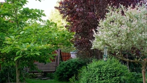 Nie wszystkie rośliny mogą rosnąć w cieniu drzew, muru czy żywopłotu.