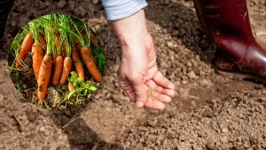 Sposób siewu marchewki wpływa na to, jakie zbiory otrzymamy.