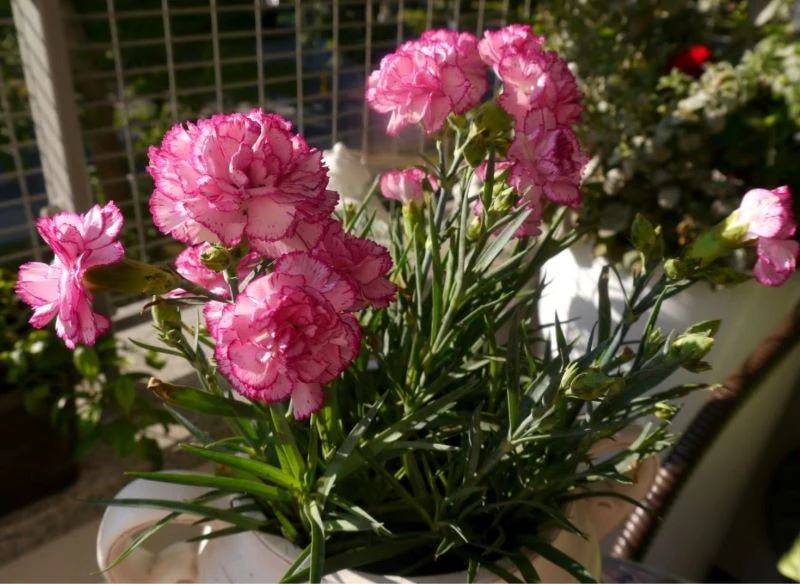 Goździki posadź w nietypowym pojemniku zamiast w donicy - to dodatkowo podkręci efekt dekoracyjny rośliny