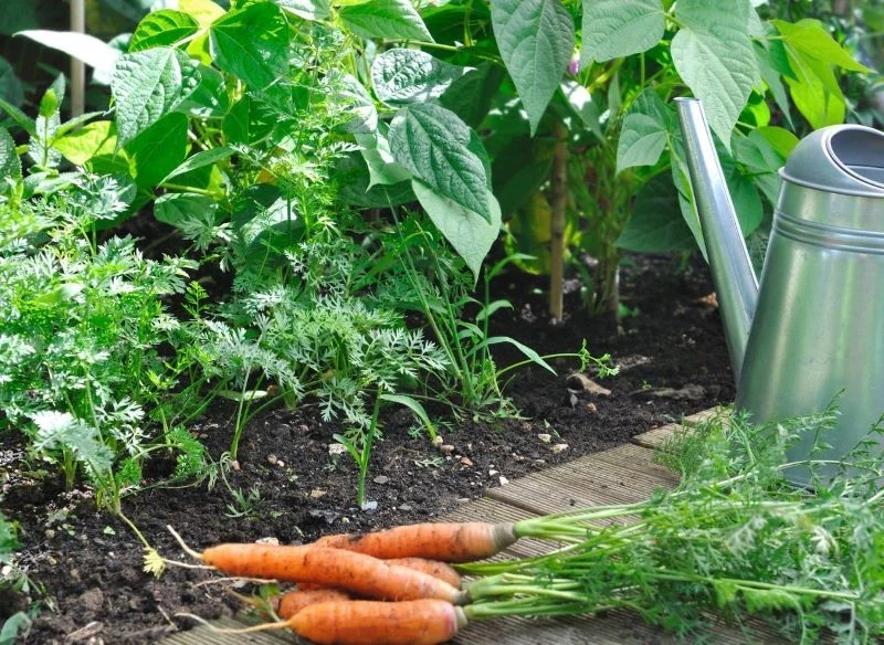 Jaka odmiana marchwi jest najlepsza