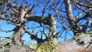 Mech i porosty na drzewach budzą niepokój wśród ogrodników.