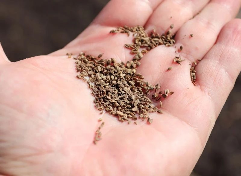 Siew marchewki nie jest trudny