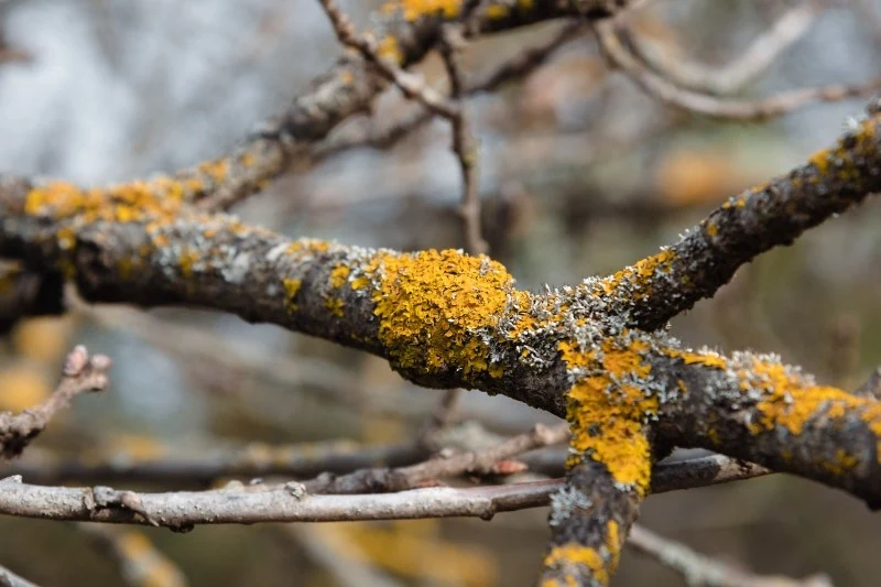 Porosty na drzewach nie są groźne, ale w nadmiarze mogą negatywnie wpływać na kondycję roślin