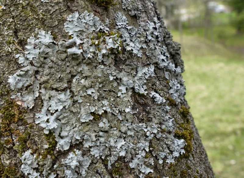 Aby pozbyć się mchu i porostu na drzewach, warto sięgnąć po specjalne opryski
