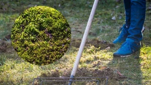 Mech na trawniku po zimie to prawdziwa zmora wielu ogrodników. Fot.trebor1/marketanovakova/123RF.com