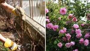 Kiedy przycinamy róże pnące? Jeśli chcemy je prześwietlić, inaczej poprowadzić oraz zregenerować, pobudzając do bujnego kwitnienia najlepiej robić to wiosną. Fot. tamu1500/creativefamily/123rf.com
