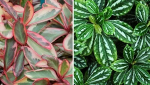 Peperomia - nietypowa, ale piękna roślina doniczkowa. Uprawa i pielęgnacja pieprzówki