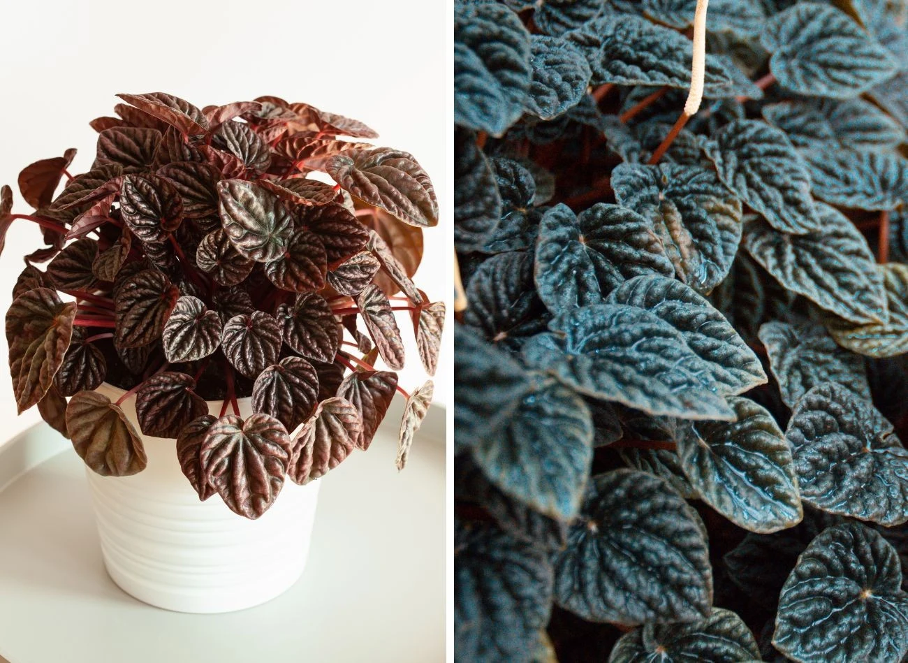 Jedną z najczęściej spotykanych odmian jest peperomia kędzierzawa