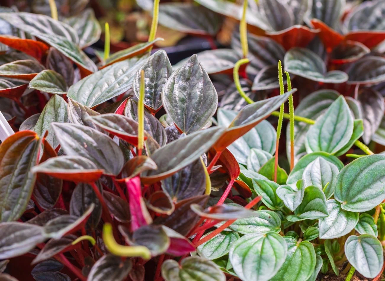 Kluczem do sukcesu w uprawie peperomii jest odpowiednie stanowisko