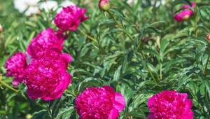 Nawożenie piwonii na wiosnę to kluczowa czynność, która sprzyja obfitemu kwitnieniu.