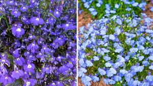 Lobielia obsypuje rabaty i donice chmurą drobnych kwiatów. Kiedy ją wysiewać?