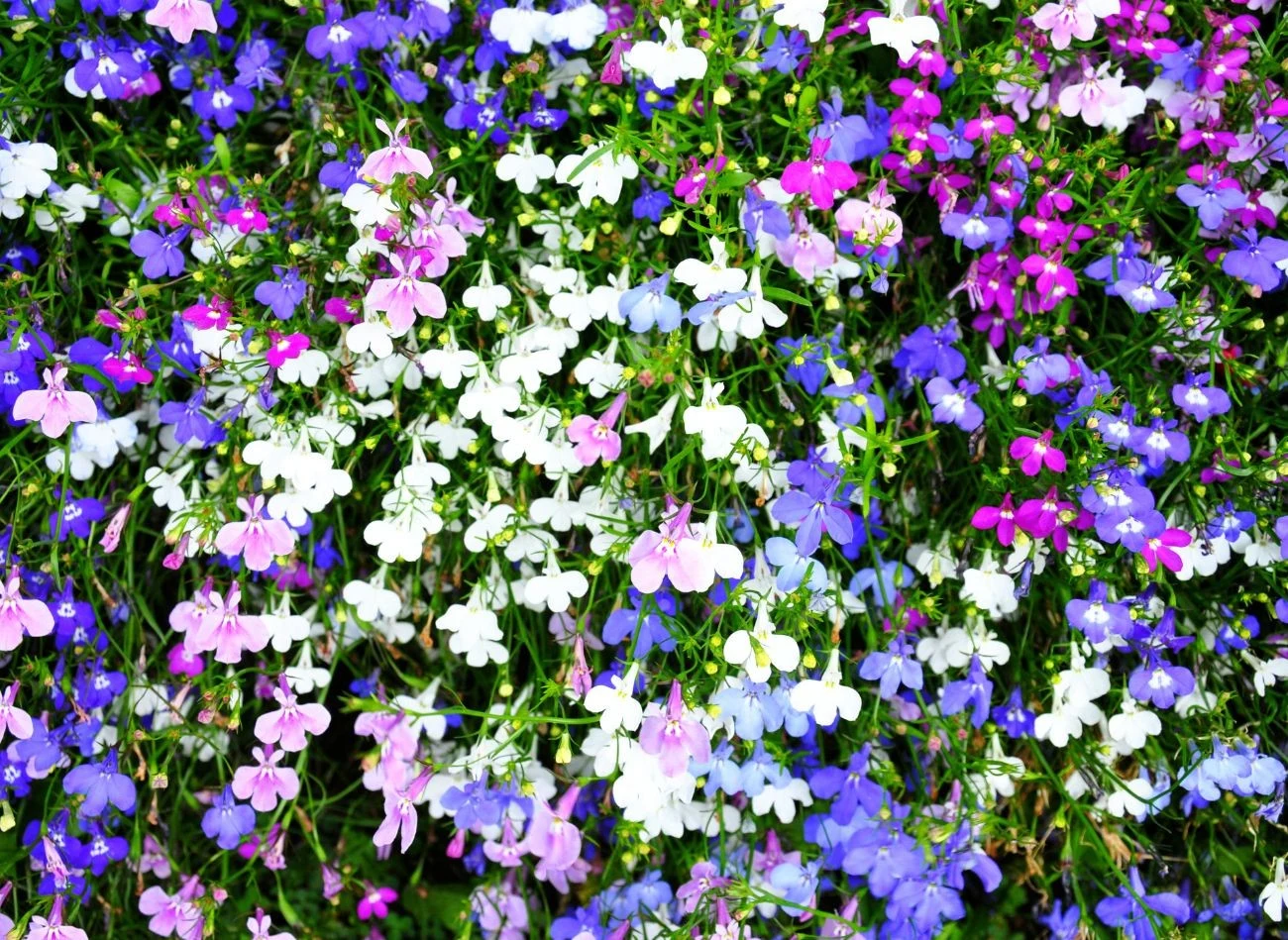 Lobelie do doniczek należy wysiewać na początku marca