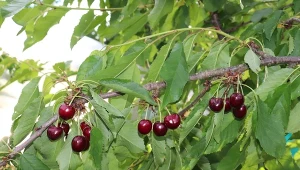 Czereśnie najlepiej rosną w miejscach słonecznych i osłoniętych od silnych wiatrów.