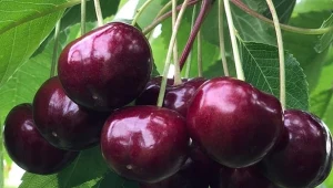 Owoce czereśni Kordia to sama słodycz.