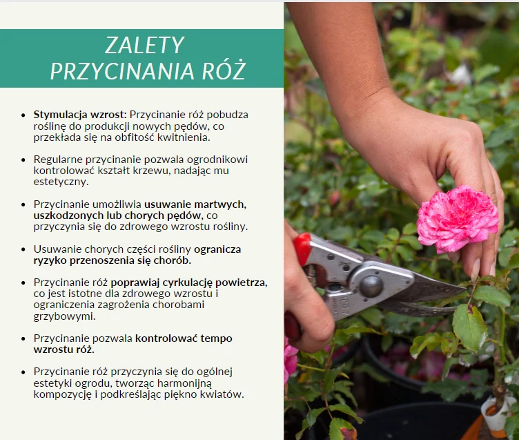 zalety przycianania róż_infografika