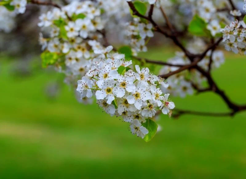Czereśnia Kordia potrzebuje zapylaczy