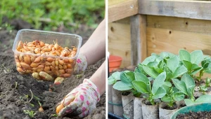 Jakie kwiaty siejemy w marcu? To czas przygotowań roślin kwitnących latem, a także długo kiełkujących warzyw.