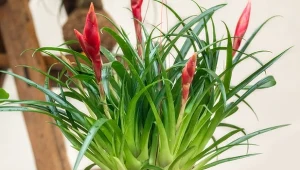 Co to jest kokedama? Kule ziemi zawinięte w mech, które potrafią zastąpić doniczkę na nawet 4 lata.