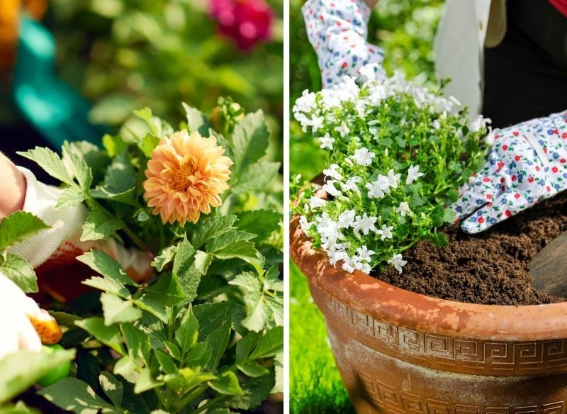 Część kwiatów warto wcześniej posadzić w doniczce, inne najlepiej przyjmą się od razu w stałym miejscu kwitnienia, dlatego czas jest tu pojęciem wz...