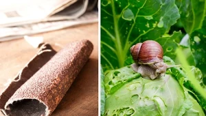 Niezastąpiony do czyszczenia fug, odstrasza też ślimaki. Nietypowe zastosowania papieru ściernego