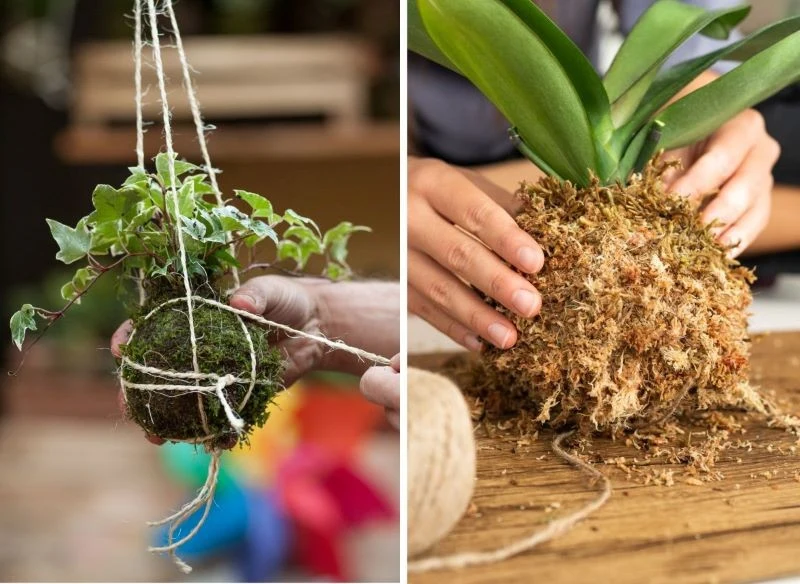 Zawinięcie w sznurek kuli kokedama to ostatni punkt przed kąpielą wodną