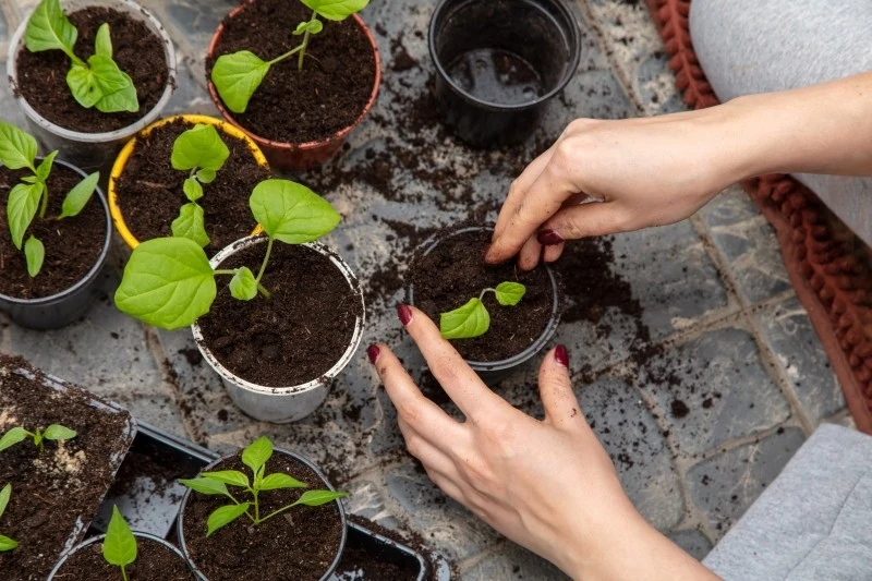 W marcu rośliny, które wysialiśmy w lutym, pikujemy do pojedynczych doniczek