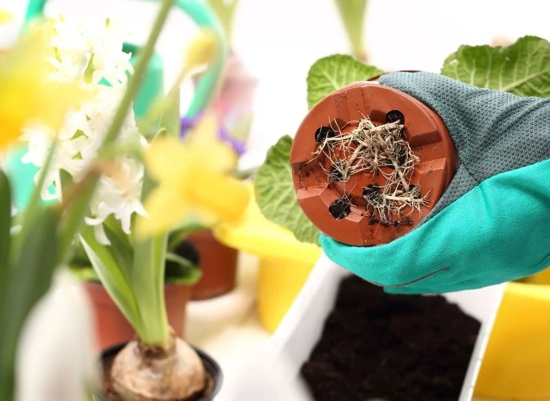 Korzenie rośliny wyrastają z doniczki