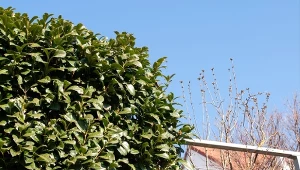 Jak zadbać o laurowiśnie po zimie, gdy ma brązowe i żółte liście?