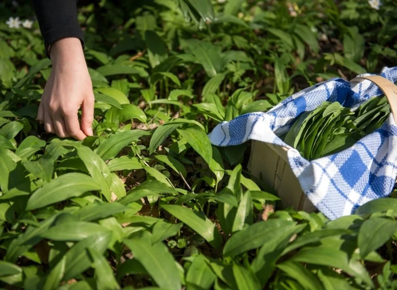 Czosnek niedźwiedzi jest objęty ochroną częściową