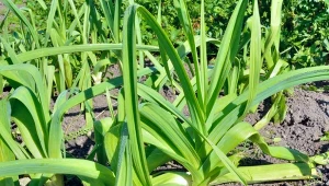 Por Juhas – najlepsza odmiana pora do przechowania na zimę. Wystarczy, że po zbiorze umieścisz go w chłodnej piwnicy w wilgotnym piasku, a pozostanie świeży na długie tygodnie.