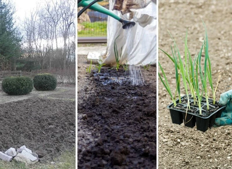 Na przygotowanej grządce, odpowiednio nawiezionej i podlanej warto sadzić pory