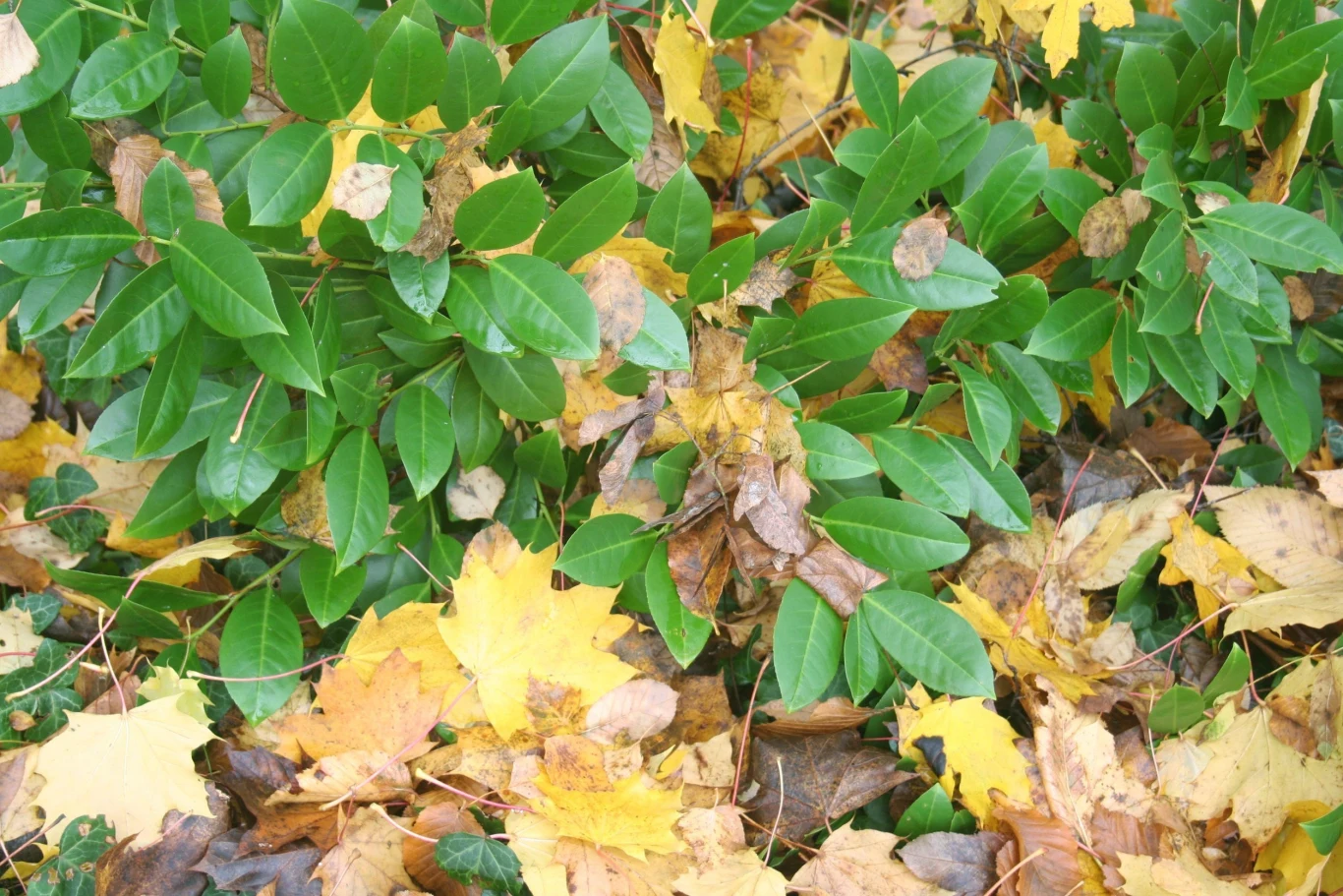 Laurowiśnia jest zimozielona i nie gubi liści na zimę