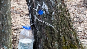 Kiedy zbierać sok z brzozy? Najlepiej na przedwiośniu, gdy płynie on najintensywniej zarówno w starych, jak i młodych drzewach.