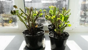 Czas wybudzić pelargonie po zimie. Jak to zrobić dobrze, by kwiatów było dużo?