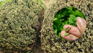 Domowa metoda zwalczania ćmy bukszpanowej prawie nic nie kosztuje.