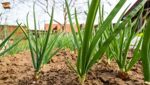 Zaprawianie cebuli dymki: jak je przeprowadzić i po co się to robi?
