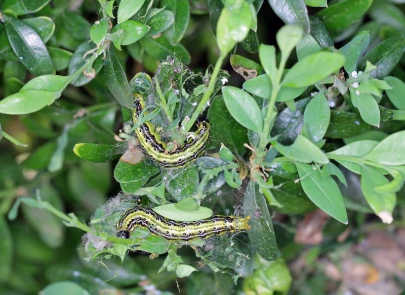 Larwy ćmy bukszpanowej żerują na liściach roślin
