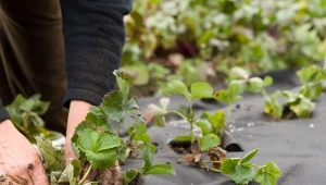 Co to jest czarna agrowłóknina? Wygodna forma ściółkowania gleby, a także naturalna ochrona dla twoich roślin.