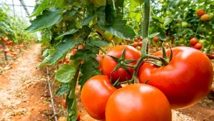 Chcesz uprawiać pomidory giganty? Zacznij od wybrania dobrej odmiany.