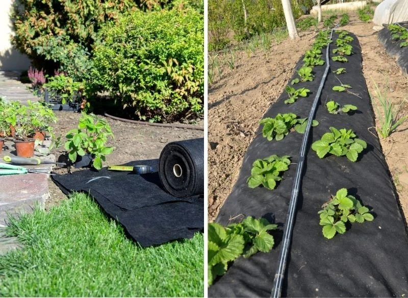 Rozłożysz ją na rabatach, grządkach, w podwyższonym warzywniku oraz pod krzewami i drzewami tuż przy trawniku