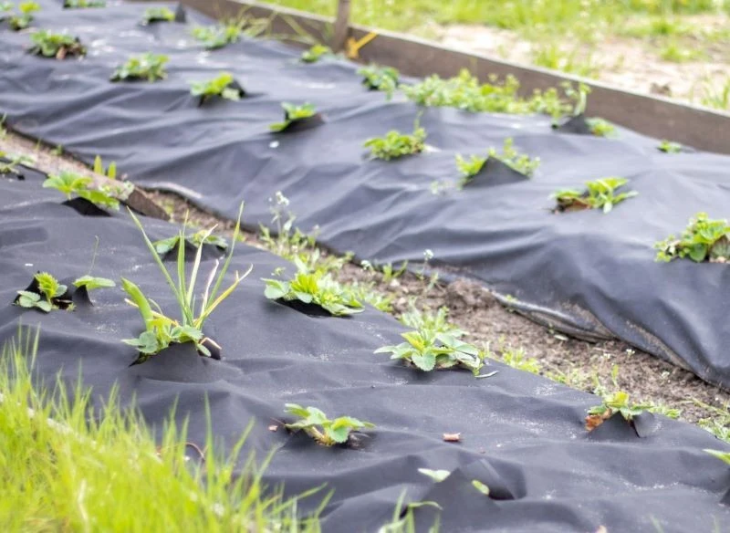 Agrowłóknina okryje podłoże, a rośliny rozrosną się w przygotowanych otworach