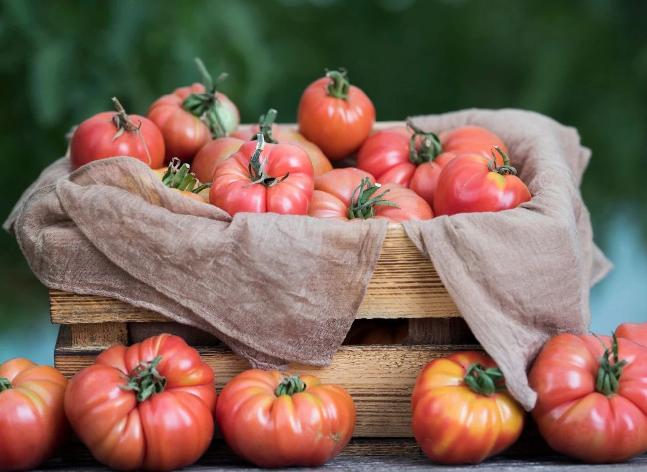 Duże odmiany pomidorów można zbierać, gdy mają zielonkawy lub żółtawy odcienie