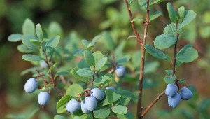 Mało znana i bardzo zdrowa. Uprawa i pielęgnacja borówki bagiennej