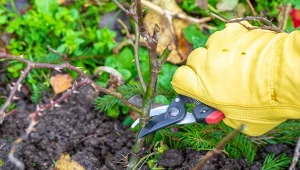 Przycinanie róż po zimie. Jak uratować zmarznięte krzewy?