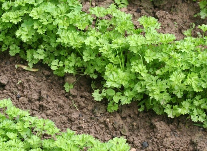 Umiejętnie rozsiana wiosenna pietruszka ładnie się zagęści, a pod ziemią wykształci solidne, proste korzenie