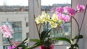 Zrób odżywkę na kwitnienie storczyka, a w niedługim czasie obsypie się mnóstwem kwiatów.