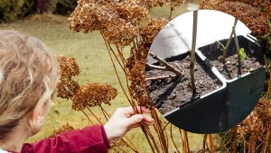 Jakie hortensje można rozmnażać z patyków? Przede wszystkim odmiany bukietowych oraz krzewiastych. Warto spróbować rozmnożyć tak również inne krzewy. Fot. huertinadetoni/